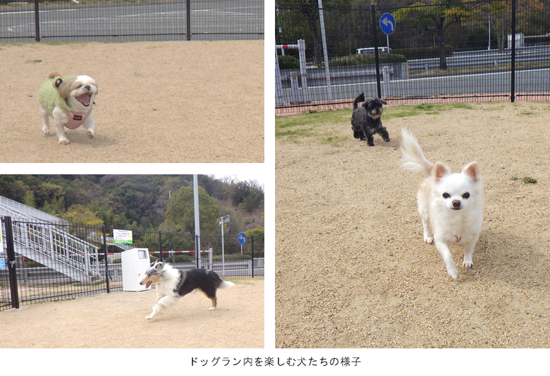 大浜PA園内の犬.png